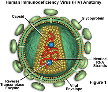 virus-human-immunodeficiency-hiv