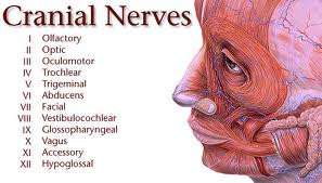 cranial_nerves_1