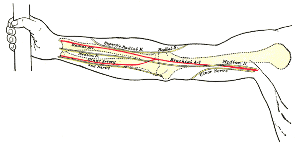 Brachial artery