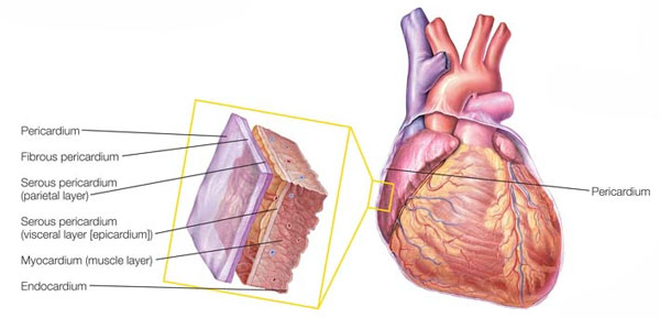 Heart-wall-layers